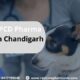 Veterinary PCD Pharma Franchise In Chandigarh